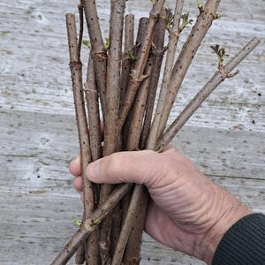 5 Wild American Elderberry cuttings.