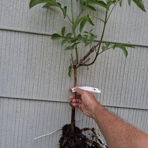 May include: A young deciduous plant with a brown woody stem, green leaves, and exposed roots. A white plastic identification tag is attached to the main stem. The plant features a central trunk that branches out into several smaller stems with foliage.
