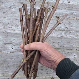 10 Wild American Elderberry cuttings.