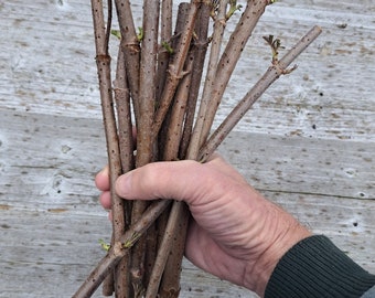 American Elderberry cuttings. 5 plus 1 free. AE