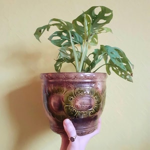 Puede incluir: Una planta verde con hojas únicas llenas de agujeros está plantada en una maceta de cerámica marrón y verde. La maceta tiene un diseño floral decorativo y una superficie texturizada. La planta está frente a un fondo amarillo.