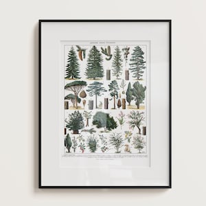 Vintage Poster Trees - Adolphe Millot | Vintage Botany | Kitchen Art | Botanical Art | Botany Trees | Nature Inspiration | Trees Poster