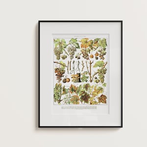 Weintraube - Adolphe Millot | Vintage Botanik Poster | Naturinspirierte Kunst | Maladies de la Vigne | Botanische Kunst | Küchenkunst