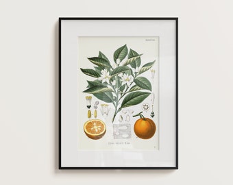 Vintage Orange Print - Kohler's Medicinal Plant 1887 Volume 1 | Botanical Art in Vintage Style| Science | Nature | Fruits