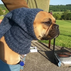Può includere: Un cane marrone e nero con un cappuccio di maglia blu scuro. Il cane è seduto fuori in una giornata di sole. Un'etichetta blu pende dal collare del cane. Il cane è in una tasca blu.