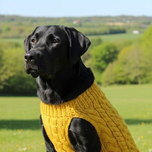 Peut inclure: Un Labrador noir portant un pull pour chien en tricot torsadé jaune moutarde. Le chien est assis dans un champ herbeux avec un arrière-plan flou d'arbres et un ciel bleu. Le pull a un motif torsadé classique.