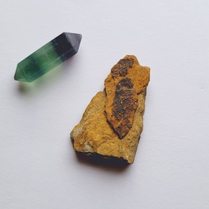 May include: A green and purple fluorite crystal point next to a piece of tan rock with a dark brown fossil imprint. The crystal is a double-terminated shape. The rock has a rough, textured surface.