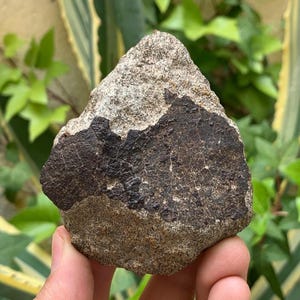 May include: A rough, irregularly shaped rock with a dark, textured patch on one side. The rock's surface is a mix of light and dark browns, with a visible, coarse grain. The object is held in a hand against a backdrop of green foliage.