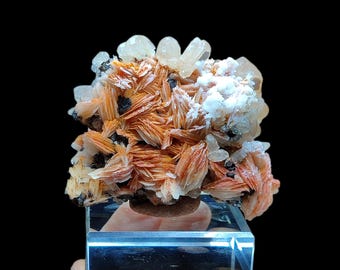 May include: A cluster of orange, white, and black mineral crystals. The crystals are mounted on a clear, rectangular display stand. The background is solid black, highlighting the mineral's colors and textures.