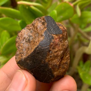Puede incluir: Una piedra natural rugosa con tonos marrones y negros. La superficie es texturizada, con una prominente veta negra. El fondo muestra follaje verde.