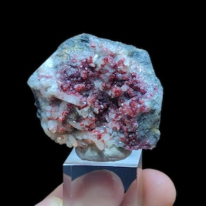 Puede incluir: Primer plano de un espécimen mineral con un grupo de pequeños cristales rojos vibrantes sobre una matriz de roca blanca y gris. Los cristales están densamente empaquetados, creando una superficie texturizada. El espécimen se muestra sobre un soporte rectangular transparente.