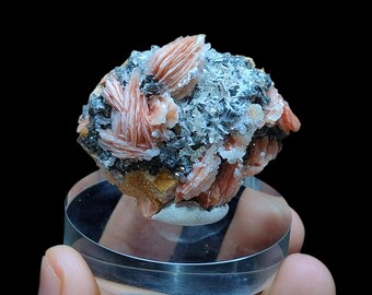 May include: A close-up of a mineral specimen featuring clusters of peach-colored, fan-like crystals. The crystals are set against a matrix of dark gray and silver minerals. The specimen is displayed on a clear, circular stand against a black background.