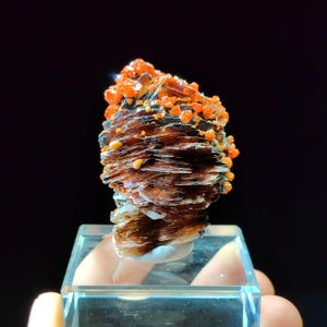 May include: A layered mineral specimen with a cluster of small, orange crystals atop a stack of brown and tan flakes. The mineral sits on a clear, rectangular display stand against a black background.