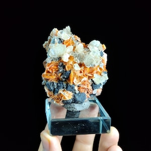 May include: A mineral specimen featuring a cluster of vibrant orange, blade-like crystals interspersed with translucent, colorless crystals and dark, textured volcanic rock, all mounted on a clear, square acrylic display base.
