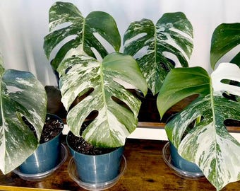 Variegated Albo Monstera - 6 inch Rooted Plant