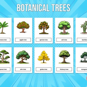 24 schede didattiche stampabili sugli alberi botanici per bambini (schede Montessori), istruzione prescolare, PDF, download digitale istantaneo
