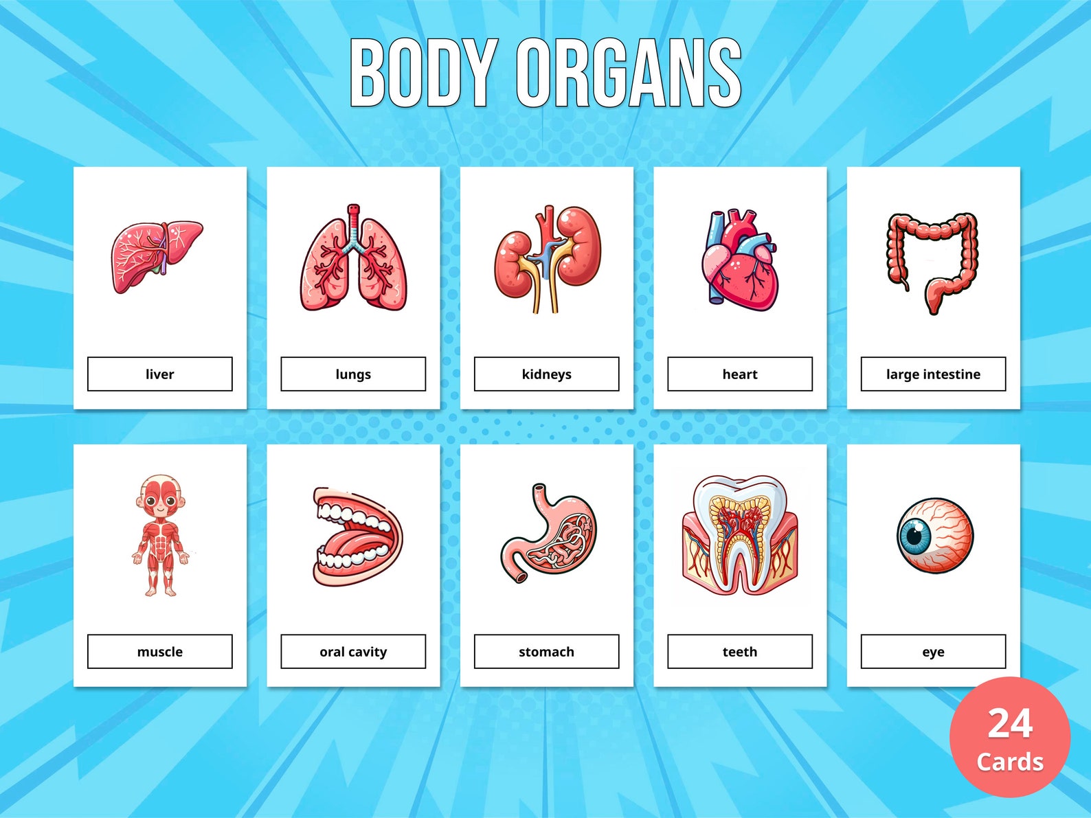 24 Body Organs Flash Cards Printable for Kids (montessori Cards ...