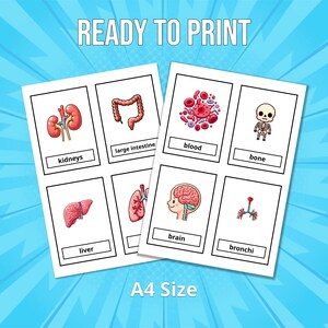 24 Body Organs Flash Cards Printable for Kids (montessori Cards ...