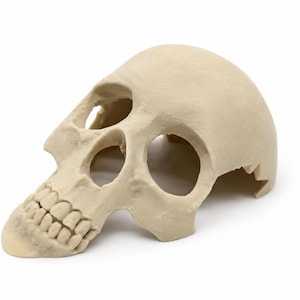 Side Skull Reptile Hide: Enrichment-Decor Arachnid, Snakes, Reptile, Jumping-Spider, Amphibian, Geckos, Beardies