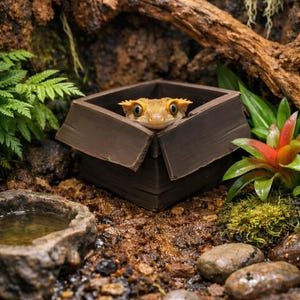 Puede incluir: Un gecko crestado asoma de una caja de madera marrón. El gecko tiene una coloración amarilla y naranja con crestas puntiagudas sobre los ojos. La caja está en un terrario naturalista con plantas, rocas y un pequeño cuenco de agua.