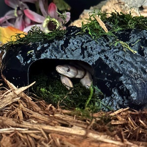 Könnte beinhalten: Eine hellfarbene Schlange blickt aus einem schwarzen, höhlenartigen Versteck. Die Schlange ist von grünem Moos und braunen Holzspänen umgeben. Rosa und weiße Blumen sind im Hintergrund zu sehen.