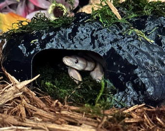 May include: A light-colored snake peeks out from a black, cave-like hideaway. The snake is surrounded by green moss and brown wood shavings. Pink and white flowers are visible in the background.