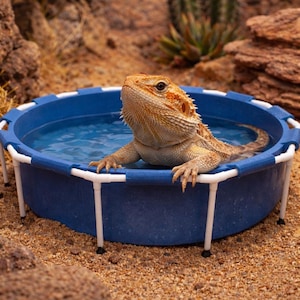 Puede incluir: Un lagarto barbudo relajándose en una pequeña piscina de plástico azul y blanco llena de agua. El lagarto es de color naranja y marrón claro, con escamas puntiagudas. La piscina está sobre una superficie arenosa, con rocas y plantas del desierto en el fondo.
