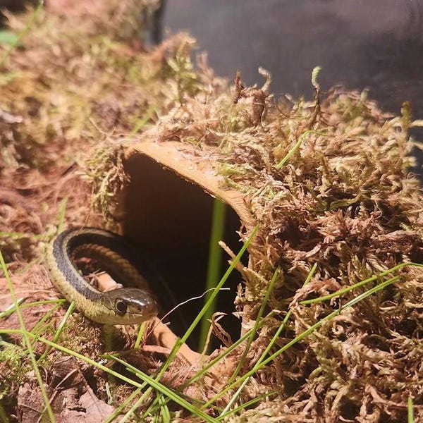 Burrow Buddy: Snake Hide, Enrichment-Decor Arachnid, Snakes, Reptile, Jumping-Spider, Amphibian, Corn-Snakes, Hognose, Boa, Ball-Pythons