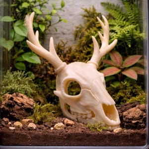 May include: A cream-coloured deer skull with antlers, displayed in a terrarium with soil, rocks, and various green plants. The skull is the focal point, with detailed bone structure. The terrarium creates a natural, decorative display.