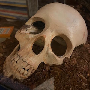 Zijschedel reptielenhuid: verrijkingsdecor spinachtige, slangen, reptiel, springspin, amfibie, gekko, baardman