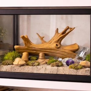 Erhöhte Reptilienhaut - Natürlicher Unterschlupf für Zweige