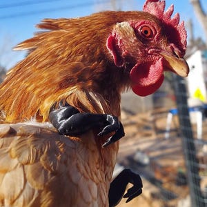 3D Printed Chicken T-Rex Arms: Funny Chicken Photo Prop