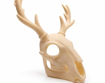 May include: A cream-colored deer skull sculpture featuring prominent antlers and hollow eye sockets. The object has a smooth, matte finish and is rendered in a light, neutral tone, showcasing the detailed anatomical structure of the cranium.