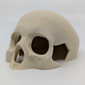 Puede incluir: Un cráneo de plástico beige con cuencas de ojos huecas y una mandíbula parcialmente abierta. El cráneo es un objeto decorativo.