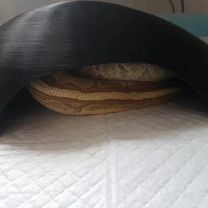 May include: A brown and tan snake is curled up under a black plastic hide. The snake is resting on a white surface.