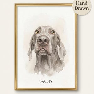 May include: A framed watercolour portrait of a Weimaraner dog named Barney. The dog has grey fur, yellow eyes, and a slight drool. The gold frame surrounds the image. The words "Hand Drawn" are in a circle in the upper right corner.