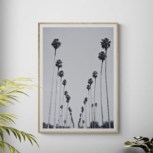 Fine Art Black and White Los Angeles Palm Trees - Framed California Palm Trees Photography - Minimalist Palm Trees Wall Decor