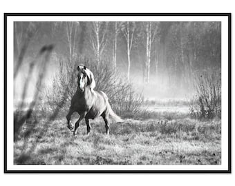 Framed Wild Horse Photography – Black and White Fine Art Print