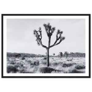 Fine Art Black and White Joshua Tree Print - Desert Landscape Vintage Minimalist Joshua Tree Framed Photography Wall Decor