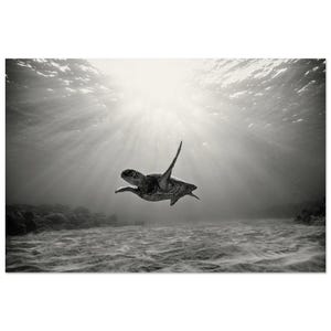 Impresión artística en blanco y negro: Tortuga nadando en el océano. Impresión sin marco. Fotografía artística de vida marina oceánica. Decoración de pared.