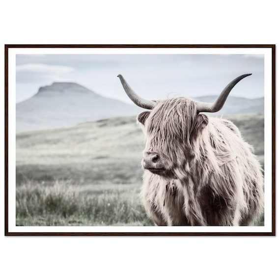 Highland Cow Print - Countryside Wall Decor - Animal Framed Photography Art - Home Decor
