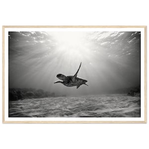 Fine Art zwart-witfotografie - schildpad die in oceaan zwemt - Ocean Wildlife Photography Print - muurdecoratie zeeleven