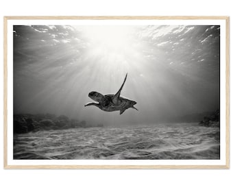 Fine Art Black and White Photography - Turtle Swimming in Ocean - Ocean Wildlife Photography Print - Marine life Wall Decor