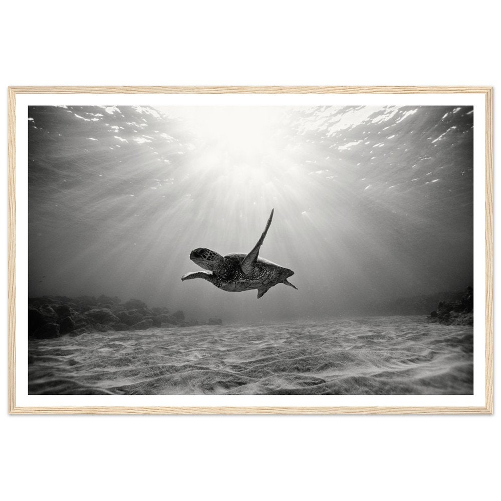 Fine Art Black and White Photography - Turtle Swimming in Ocean - Ocean Wildlife Photography Print - Marine life Wall Decor