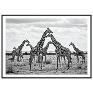 Fine Art Black and White Giraffe Print – African Wildlife Minimalist Wall Art – Safari Animal Wall Decor – Framed Nature Wall Decor