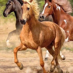May include: A vibrant image of three horses in full gallop across a dusty terrain. The foremost horse is a golden palomino with a flowing mane. The other two horses are a dark brown and a chestnut with white markings. The image conveys the power and grace of the animals.