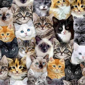May include: A collage of various cat breeds, including tabby, calico, Siamese, and Persian, with different fur colours and patterns. The cats are all looking at the camera with curious expressions.