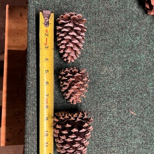 Assorted 3”-5” pine cones
