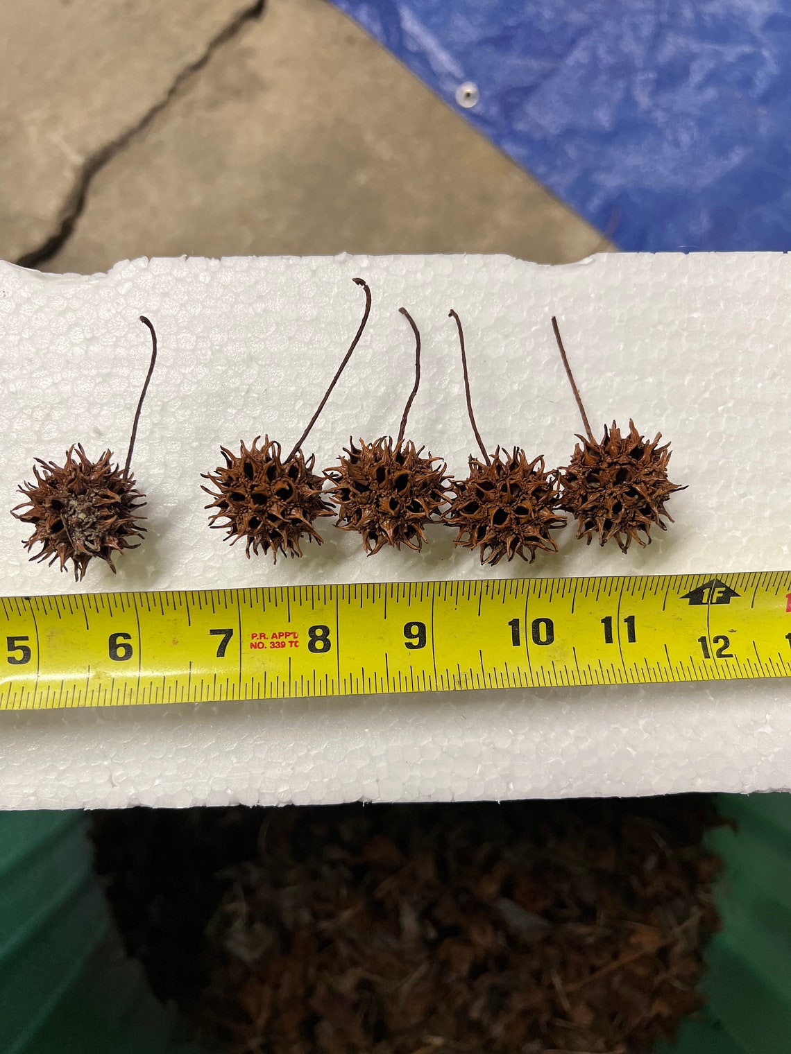 Sweet Gum Tree Balls / Seed Pods / Sweet Gum Balls / Natural Etsy