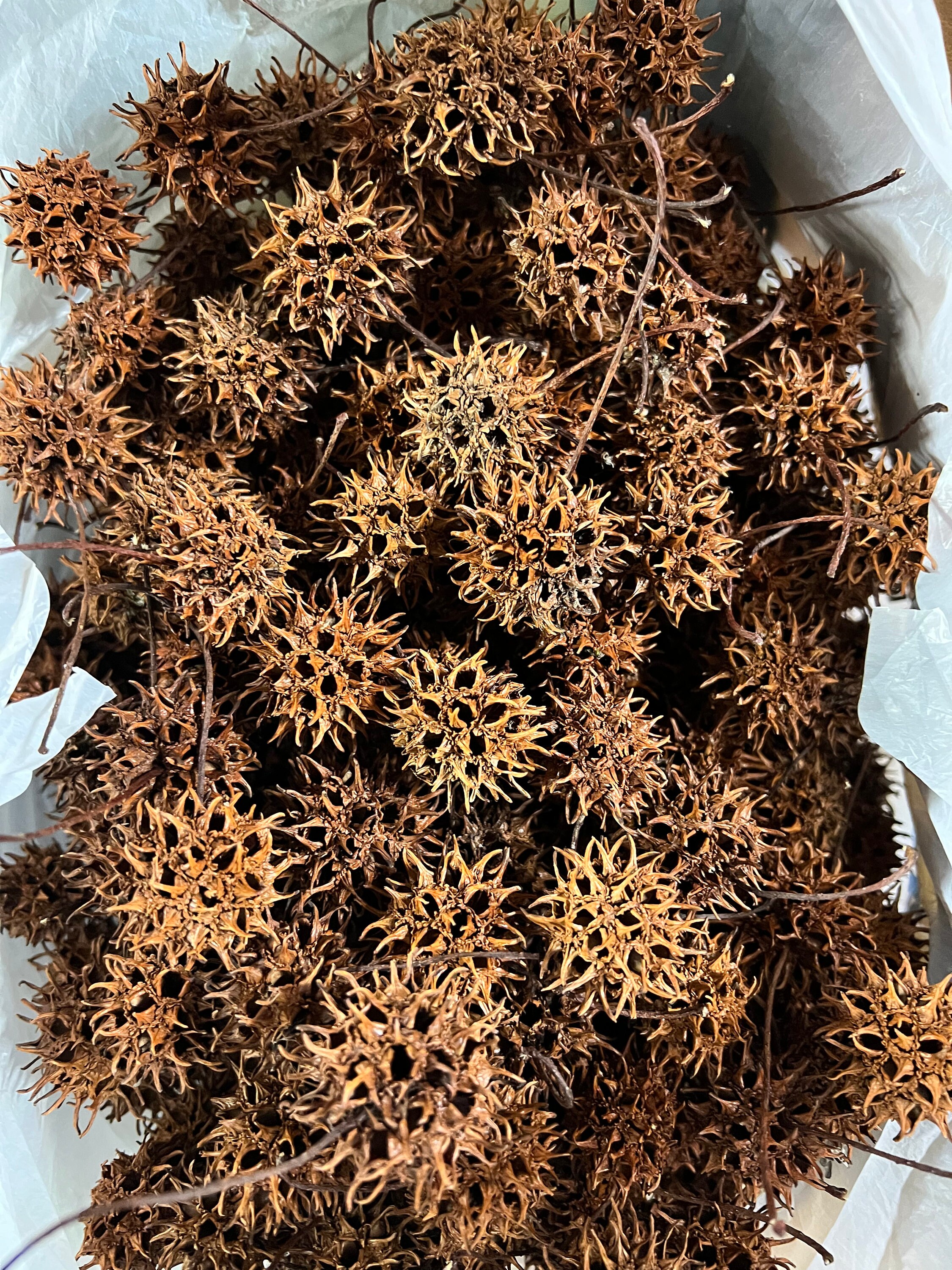 Sweet Gum Tree Balls / Seed Pods / Sweet Gum Balls / Natural Etsy